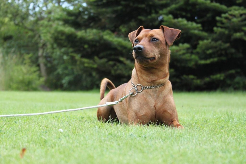 dog, pet, dwarf pinscher, obedience, animal, nature
