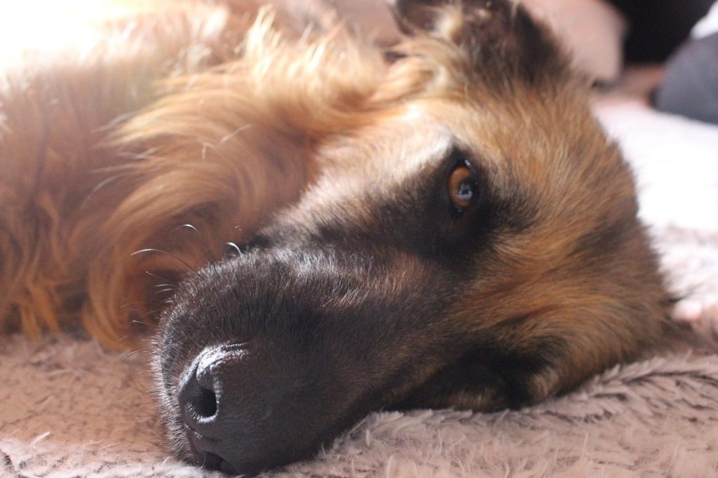 dog, animal, mammal, nature, pet, canine, lying down, resting