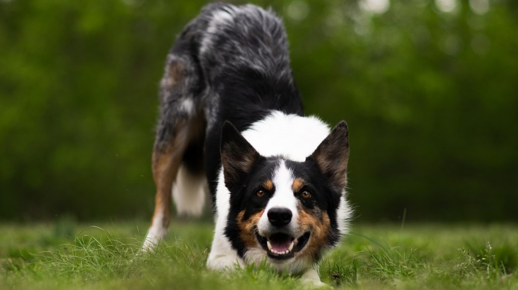 border collie, dog, canine, pet, animal, blue merle dog, tri blue merle, dog bowimg, ng, dog in grass