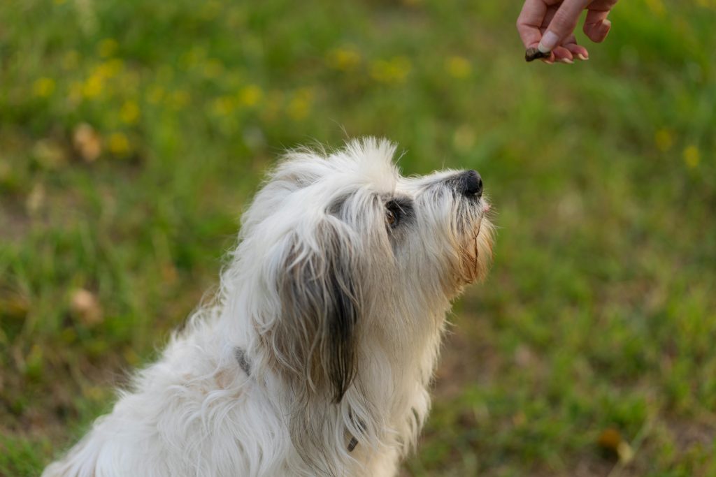 Close-up of a Polish Lowland Sheepdog eagerly awaiting a treat in a vibrant green field.