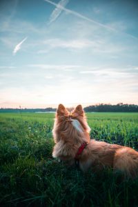 A dog with a red collar lying in a grassy field under a blue sky with clouds in Genève, Switzerland.