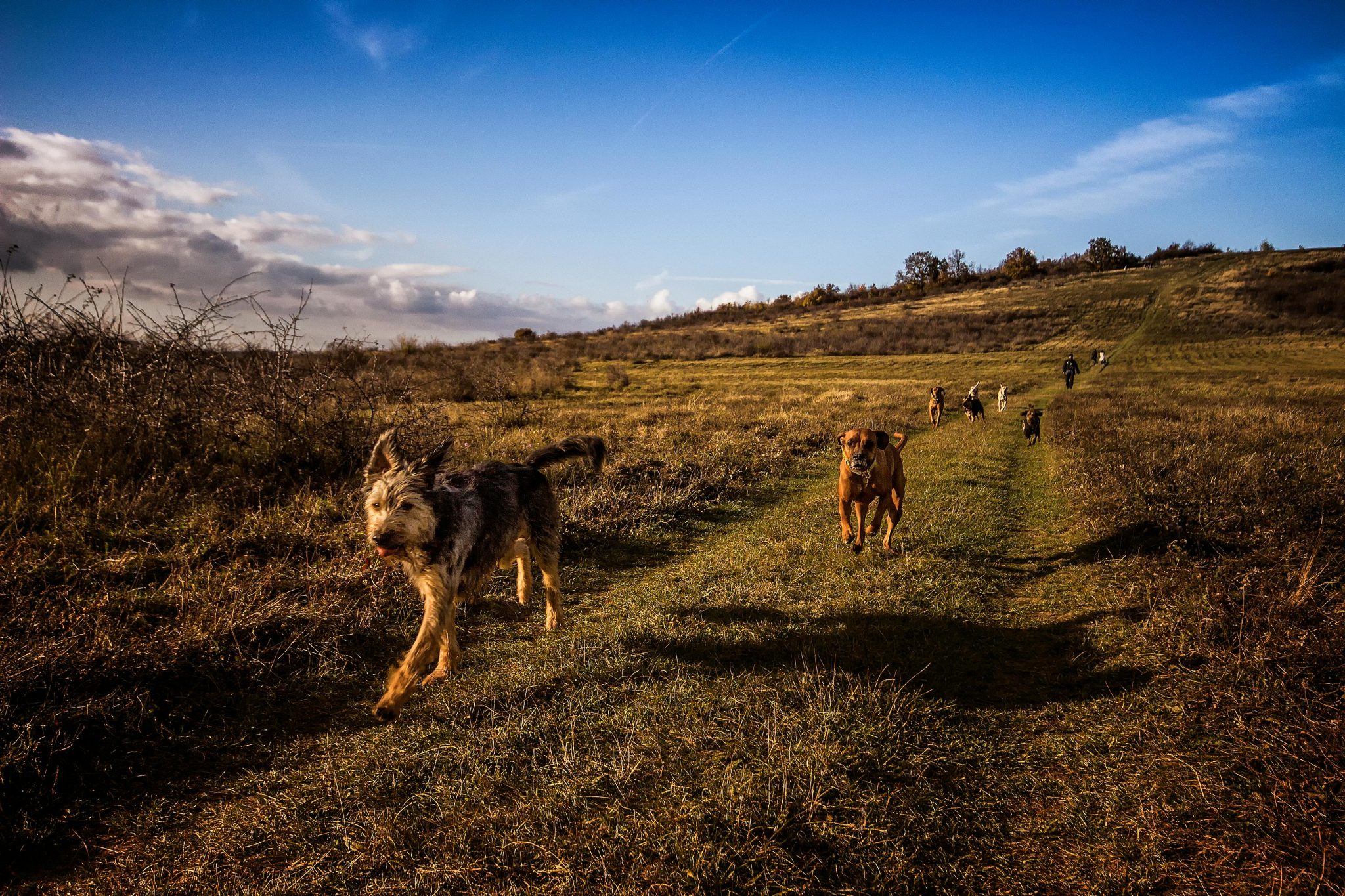 A pack of dogs enjoying a run in a grassy field under a bright blue sky in Budapest.