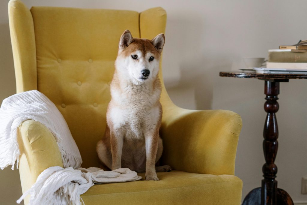 A cute Shiba Inu dog sits calmly on a yellow armchair in a cozy home setting.