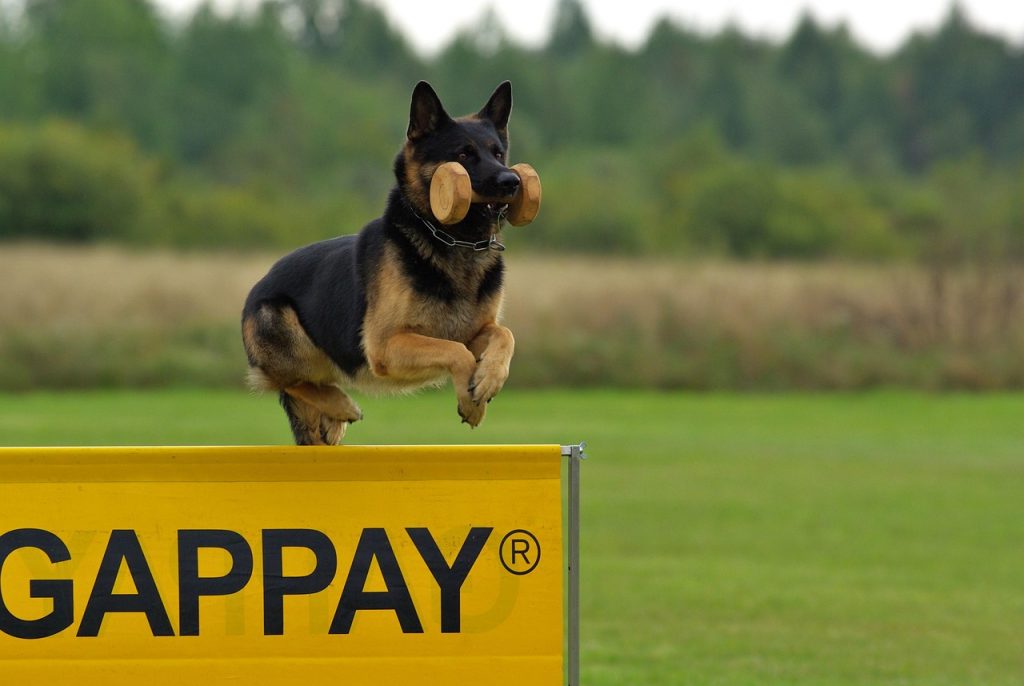 dog, german shepherd, animal, pet, nature, obedience, competition