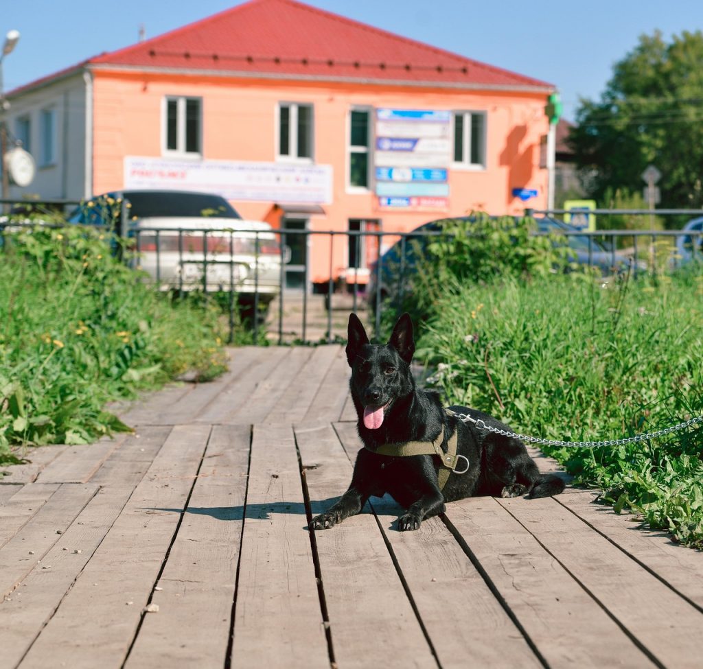 black dog, greens, summer, stroll, with a dog, wooden boards, the harness, chain, leash, language, breathing, in the sun, hot, the dog, grass, nature, sky, clouds, herbs
