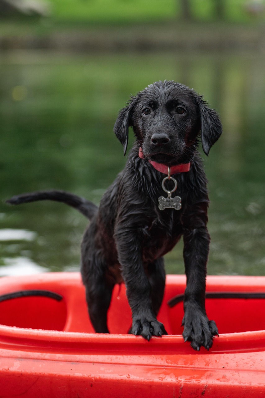 labrador, kayak, black labrador, nature, pet, border collie, dog, puppy, swimming, cute, animal