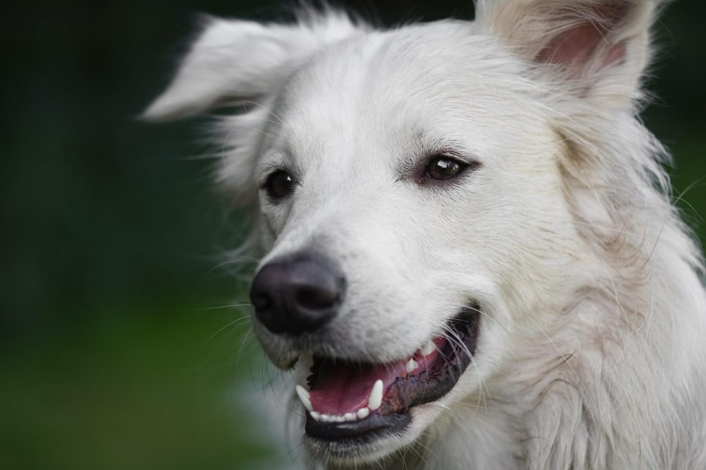 dog, domestic animal, animal, head, pet, white dog, nature, mammal, furry, cute, domestic