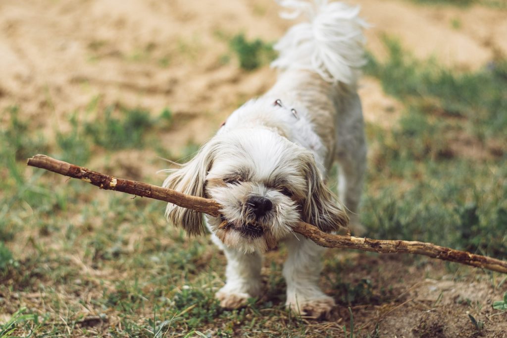 puppy, outdoors, dog, stick, animal, mammal, canine, nature, pet