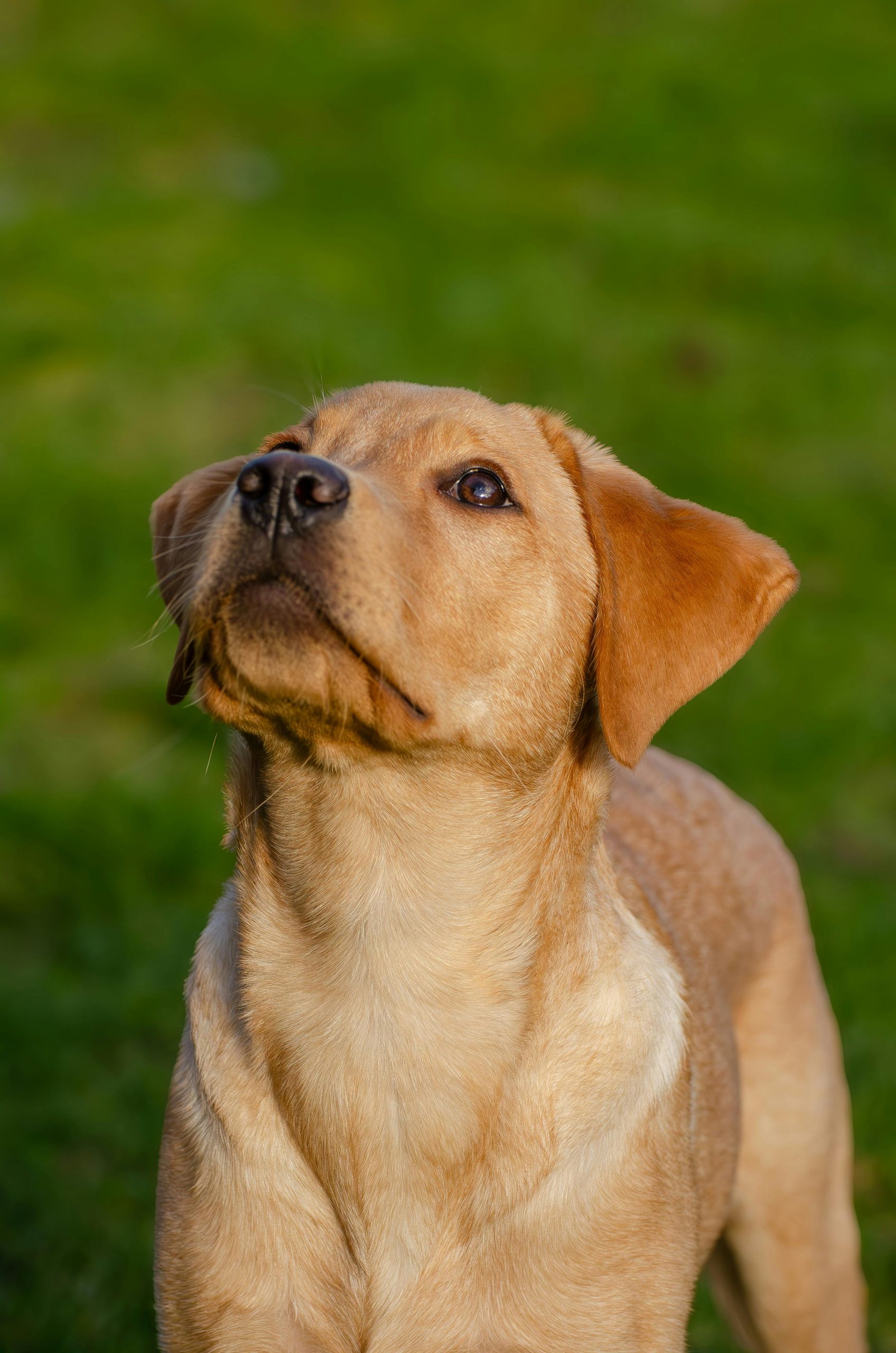 Adorable Labrador Retriever puppy sitting on grass in sunlight, looking attentive.