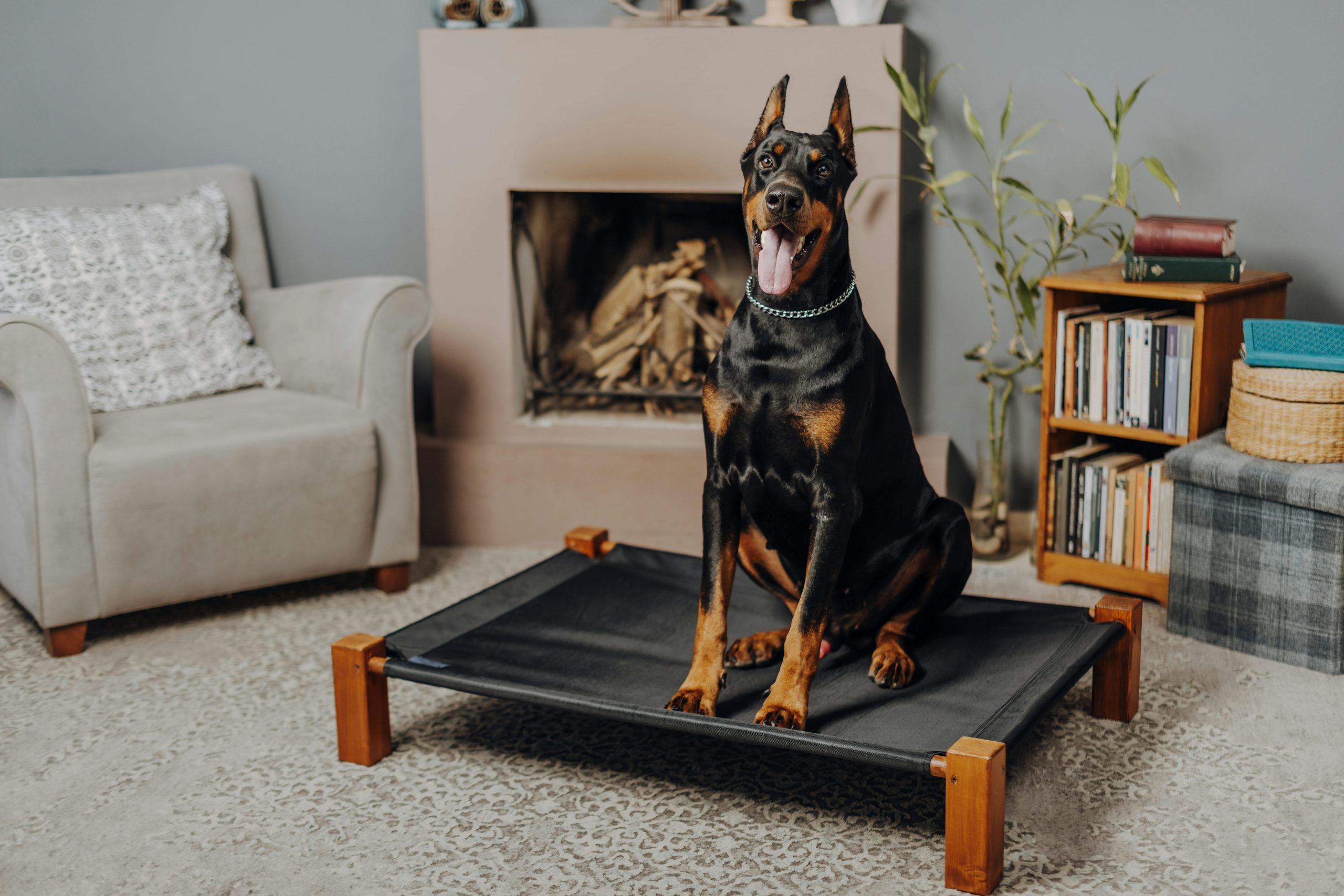 A Doberman Pinscher sits on a pet bed in a stylish living room setting.