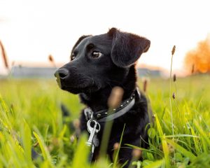 A cute black puppy with a collar sits in a grassy field, backlit by sunset.